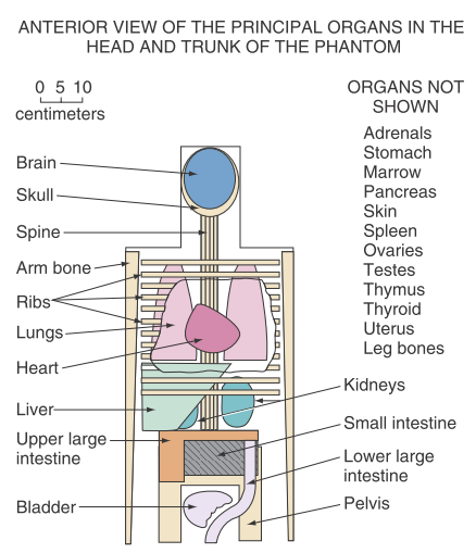 Left: representation of the average man for MIRD dose computation, as used in 1969 . Right: human body models based on non-uniform rational B-splines (NURBS)
