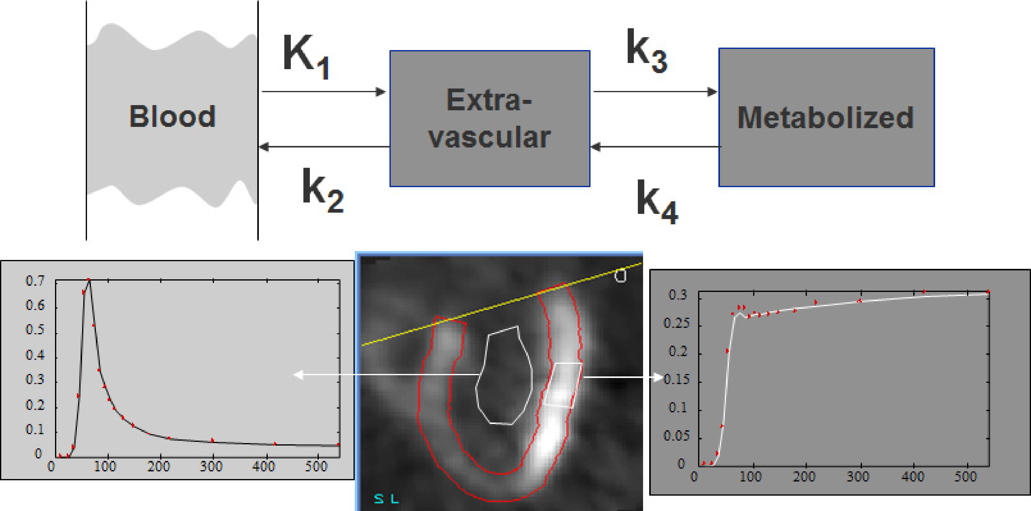 Three compartment model, and corresponding regions in a cardiac study. The first compartment represents plasma concentration (blood pool ROI), the second and third compartment represent the extavascular tracer in original and metabolized form (tissue ROI). For the tissue curve, both the measured points and the fitted curve are shown.