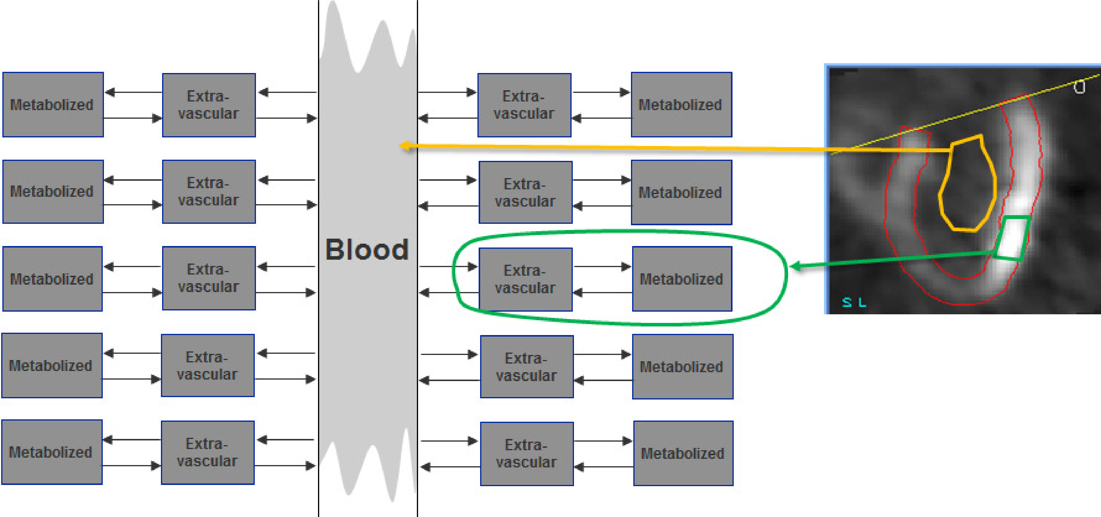 The time-dependent tracer concentration in the blood and the rate constants in the tissue region determine the evolution of the tissue tracer concentration. The blood interacts with a large amount of tissue. Since the tissue region we study is small, its effect on the blood concentration is negligible.